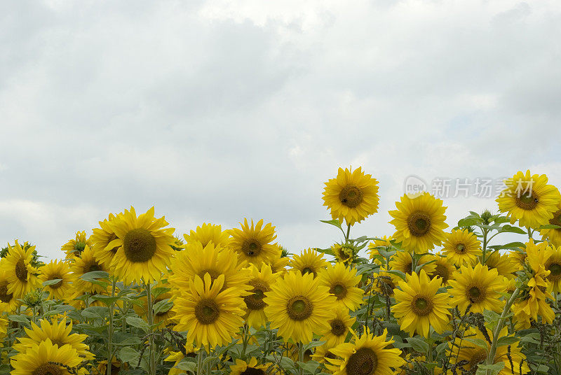 向日葵田(Helianthus annuus)